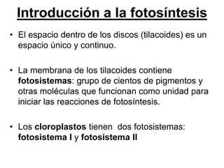 Introducción a la fotosíntesis
• El espacio dentro de los discos (tilacoides) es un
  espacio único y continuo.

• La membrana de los tilacoides contiene
  fotosistemas: grupo de cientos de pigmentos y
  otras moléculas que funcionan como unidad para
  iniciar las reacciones de fotosíntesis.

• Los cloroplastos tienen dos fotosistemas:
  fotosistema I y fotosistema II
 