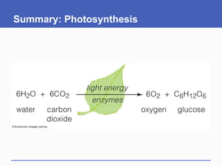 Summary: Photosynthesis
 