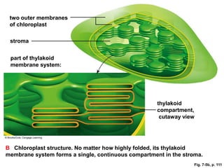 two outer membranes
 of chloroplast

 stroma


 part of thylakoid
 membrane system:




                                                     thylakoid
                                                     compartment,
                                                      cutaway view




B Chloroplast structure. No matter how highly folded, its thylakoid
membrane system forms a single, continuous compartment in the stroma.
                                                                  Fig. 7-5b, p. 111
 