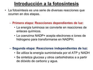 Introducción a la fotosíntesis
• La fotosíntesis es una serie de diversas reacciones que
  ocurren en dos etapas.

   – Primera etapa: Reacciones dependientes de luz:
      • La energía luminosa se convierte en reacciones de
        enlaces químicos.
      • La coenzima NADP+ acepta electrones e iones de
        hidrogeno para transformarse en NADPH.

   – Segunda etapa: Reacciones independientes de luz:
      • Se utiliza la energía suministrada por el ATP y NADH
      • Se sintetiza glucosa y otros carbohidratos a a partir
        de dióxido de carbono y agua.
 
