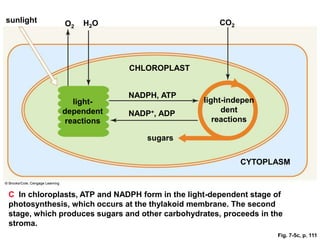 sunlight      O2   H2O                               CO2




                              CHLOROPLAST


                              NADPH, ATP
                light-                           light-indepen
             dependent        NADP+, ADP              dent
              reactions                             reactions

                                  sugars


                                                           CYTOPLASM



C In chloroplasts, ATP and NADPH form in the light-dependent stage of
photosynthesis, which occurs at the thylakoid membrane. The second
stage, which produces sugars and other carbohydrates, proceeds in the
stroma.
                                                                   Fig. 7-5c, p. 111
 