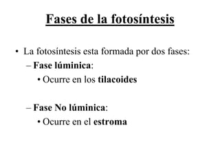 Fases de la fotosíntesis

• La fotosíntesis esta formada por dos fases:
  – Fase lúminica:
     • Ocurre en los tilacoides

  – Fase No lúminica:
     • Ocurre en el estroma
 