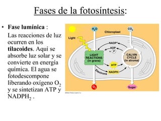 Fases de la fotosíntesis:
• Fase lumínica :
  Las reacciones de luz
  ocurren en los
  tilacoides. Aquí se
  absorbe luz solar y se
  convierte en energía
  química. El agua se
  fotodescompone
  liberando oxígeno O2
  y se sintetizan ATP y
  NADPH2 .
 