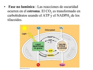 • Fase no lumínica : Las reacciones de oscuridad
  ocurren en el estroma. El CO2 es transformado en
  carbohidratos usando el ATP y el NADPH2 de los
  tilacoides.
 