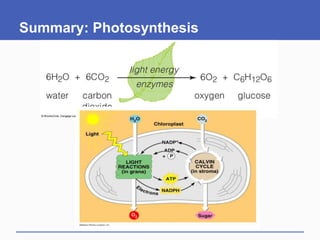 Summary: Photosynthesis
 