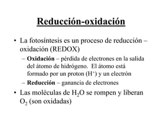 Reducción-oxidación
• La fotosíntesis es un proceso de reducción –
  oxidación (REDOX)
      – Oxidación – pérdida de electrones en la salida
        del átomo de hidrógeno. El átomo está
        formado por un proton (H+) y un electrón
      – Reducción – ganancia de electrones
• Las moléculas de H2O se rompen y liberan
  O2 (son oxidadas)
Martes, 15 de Mayo de                                    37
2012
 