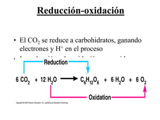 Reducción-oxidación

• El CO2 se reduce a carbohidratos, ganando
  electrones y H+ en el proceso
• La reducción y la oxidación van unidas:




Martes, 15 de Mayo de                         38
2012
 