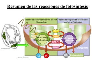 Resumen de las reacciones de fotosíntesis

                        Reacciones dependientes de luz Reacciones para la fijación de
                                 (tilacoides)               carbono (estroma)



                                                    ATP


                                  Reacciones       ADP
                                                            Ciclo de Calvin
                               Dependiente de luz               Benson
                                                  NADPH

                                                  NADP+                       Cloroplasto


                                   H2O     O2                 CO2   Carbohidratos



Martes, 15 de Mayo de                                                              40
2012
 