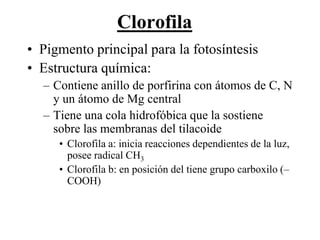 Clorofila
• Pigmento principal para la fotosíntesis
• Estructura química:
      – Contiene anillo de porfirina con átomos de C, N
        y un átomo de Mg central
      – Tiene una cola hidrofóbica que la sostiene
        sobre las membranas del tilacoide
             • Clorofila a: inicia reacciones dependientes de la luz,
               posee radical CH3
             • Clorofila b: en posición del tiene grupo carboxilo (–
               COOH)


Martes, 15 de Mayo de                                               41
2012
 