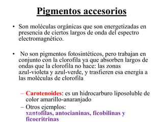 Pigmentos accesorios
• Son moléculas orgánicas que son energetizadas en
  presencia de ciertos largos de onda del espectro
  electromagnético.

• No son pigmentos fotosintéticos, pero trabajan en
  conjunto con la clorofila ya que absorben largos de
  ondas que la clorofila no hace: las zonas
  azul-violeta y azul-verde, y trasfieren esa energía a
  las moléculas de clorofila

     – Carotenoides: es un hidrocarburo liposoluble de
          color amarillo-anaranjado
     – Otros ejemplos:
Martes, 15xantofilas, antocianinas, ficobilinas y
          de Mayo de                                 42
2012
          ficoeritrinas
 