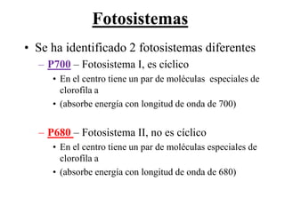 Fotosistemas
• Se ha identificado 2 fotosistemas diferentes
      – P700 – Fotosistema I, es cíclico
             • En el centro tiene un par de moléculas especiales de
               clorofila a
             • (absorbe energía con longitud de onda de 700)


      – P680 – Fotosistema II, no es cíclico
             • En el centro tiene un par de moléculas especiales de
               clorofíla a
             • (absorbe energía con longitud de onda de 680)

Martes, 15 de Mayo de                                             44
2012
 