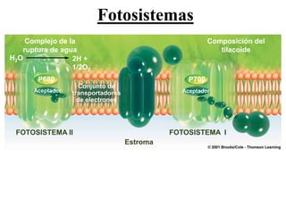 Fotosistemas
    Complejo de la                                                Composición del
   ruptura de agua                                                   tilacoide
H2O              2H +
                 1/2O2
         P680                                              P700
                             Conjunto de
       Aceptador           transportadores               Aceptador
                             de electrones




 FOTOSISTEMA II                                        FOTOSISTEMA I
                                             Estroma



 Representación de la membrana del tilacoide del cloroplasto

   Martes, 15 de Mayo de                                                      45
   2012
 