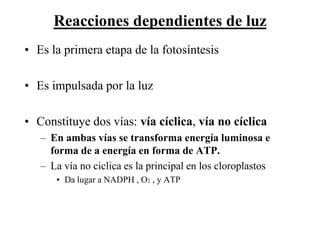 Reacciones dependientes de luz
• Es la primera etapa de la fotosíntesis

• Es impulsada por la luz

• Constituye dos vías: vía cíclica, vía no cíclica
   – En ambas vías se transforma energía luminosa e
     forma de a energía en forma de ATP.
   – La vía no ciclica es la principal en los cloroplastos
      • Da lugar a NADPH , O2 , y ATP
 
