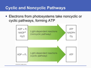 Cyclic and Noncyclic Pathways

 Electrons from photosystems take noncyclic or
  cyclic pathways, forming ATP
 