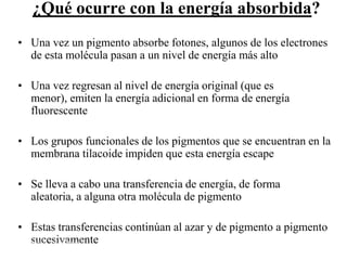 ¿Qué ocurre con la energía absorbida?
• Una vez un pigmento absorbe fotones, algunos de los electrones
  de esta molécula pasan a un nivel de energía más alto

• Una vez regresan al nivel de energía original (que es
  menor), emiten la energía adicional en forma de energía
  fluorescente

• Los grupos funcionales de los pigmentos que se encuentran en la
  membrana tilacoide impiden que esta energía escape

• Se lleva a cabo una transferencia de energía, de forma
  aleatoria, a alguna otra molécula de pigmento

• Estas transferencias continúan al azar y de pigmento a pigmento
  sucesivamente
  Martes, 15 de Mayo de                                       48
  2012
 