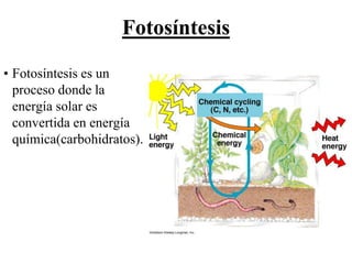 Fotosíntesis

• Fotosíntesis es un
  proceso donde la
  energía solar es
  convertida en energía
  química(carbohidratos).
 