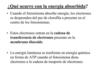 ¿Qué ocurre con la energía absorbida?
• Cuando el fotosistema absorbe energía, los electrones
  se desprenden del par de clorofila a presente en el
  centro de los fotosistemas.

• Estos electrones entran en la cadena de
  transferencia de electrones presente en la
  membrana tilacoide.

• La energía luminosa se trasforma en energía química
  en forma de ATP cuando el fotosistema dona
  electrones a la cadena de trasporte de electrones.
 