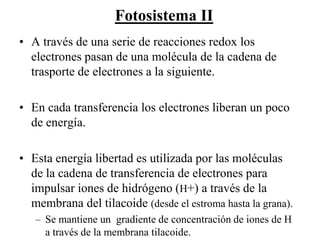 Fotosistema II
• A través de una serie de reacciones redox los
  electrones pasan de una molécula de la cadena de
  trasporte de electrones a la siguiente.

• En cada transferencia los electrones liberan un poco
  de energía.

• Esta energía libertad es utilizada por las moléculas
  de la cadena de transferencia de electrones para
  impulsar iones de hidrógeno (H+) a través de la
  membrana del tilacoide (desde el estroma hasta la grana).
   – Se mantiene un gradiente de concentración de iones de H
     a través de la membrana tilacoide.
 