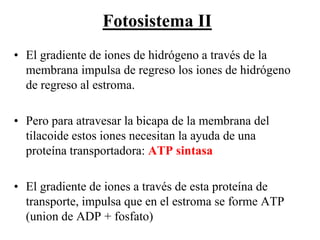 Fotosistema II
• El gradiente de iones de hidrógeno a través de la
  membrana impulsa de regreso los iones de hidrógeno
  de regreso al estroma.

• Pero para atravesar la bicapa de la membrana del
  tilacoide estos iones necesitan la ayuda de una
  proteína transportadora: ATP sintasa

• El gradiente de iones a través de esta proteína de
  transporte, impulsa que en el estroma se forme ATP
  (union de ADP + fosfato)
 
