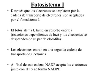 Fotosistema I
• Después que los electrones se desplazan por la
  cadena de transporte de electrones, son aceptados
  por el fotosistema I.

• El fotosistema I, también absorbe energía
  (reacciones dependientes de luz) y los electrones se
  desprenden de su par de clorofilas.

• Los electrones entran en una segunda cadena de
  transporte de electrones.

• Al final de esta cadena NADP acepta los electrones
  junto con H+ y se forma NADPH
 