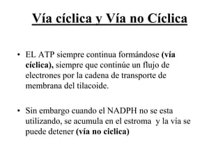 Vía cíclica y Vía no Cíclica

• EL ATP siempre continua formándose (vía
  cíclica), siempre que continúe un flujo de
  electrones por la cadena de transporte de
  membrana del tilacoide.

• Sin embargo cuando el NADPH no se esta
  utilizando, se acumula en el estroma y la vía se
  puede detener (vía no ciclica)
 