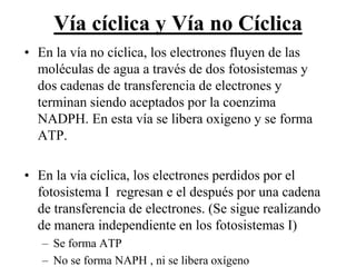 Vía cíclica y Vía no Cíclica
• En la vía no cíclica, los electrones fluyen de las
  moléculas de agua a través de dos fotosistemas y
  dos cadenas de transferencia de electrones y
  terminan siendo aceptados por la coenzima
  NADPH. En esta vía se libera oxigeno y se forma
  ATP.

• En la vía cíclica, los electrones perdidos por el
  fotosistema I regresan e el después por una cadena
  de transferencia de electrones. (Se sigue realizando
  de manera independiente en los fotosistemas I)
   – Se forma ATP
   – No se forma NAPH , ni se libera oxígeno
 