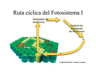 Ruta cíclica del Fotosistema I
                                Aceptador de
                                electrones
                                                     Cadena de
                                                     transporte
                                                    de electrones
                                     e-

                                                               e-


                        P 700

                                               e-




Martes, 15 de Mayo de                                               57
2012
 