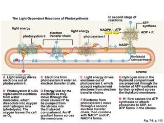 The Light-Dependent Reactions of Photosynthesis                    to second stage of
                                                                        reactions
                                                                                               ATP
                                                                                               synthase
     light energy                                                 NADPH     ATP
                                                light energy                                  ADP + Pi
                               electron
            photosystem II     transfer chain           photosystem I

                                                                                NADP+


                                                                                        thylakoid
                                                                                        compartment


                                                                                          stroma
A Light energy drives    C Electrons from             E Light energy drives     G Hydrogen ions in the
electrons out of         photosystem II enter an      electrons out of          thylakoid compartment
photosystem II.          electron transfer chain.     photosystem I, which      are propelled through the
                                                      accepts replacement       interior of ATP synthases
B Photosystem II pulls   D Energy lost by the         electrons from electron   by their gradient across
replacement electrons    electrons as they            transfer chains.          the thylakoid membrane.
from water               move through the
molecules, which         chain causes H+ to           F Electrons from          H H+ ﬂow causes the ATP
dissociate into oxygen   be pumped from               photosystem I move        synthases to attach
and hydrogen ions        the stroma into              through a second          phosphate to ADP, so
(photolysis). The        the thylakoid                electron transfer         ATP forms in the stroma.
oxygen leaves the cell   compartment. An H+           chain, then combine
as O2.                   gradient forms across        with NADP+ and H+.
                         the membrane.                NADPH forms.
                                                                                                Fig. 7-8, p. 113
 