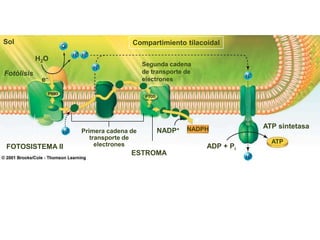 Fotosistema II
Sol                                         Compartimiento tilacoidal

            H2O
                                              Segunda cadena
Fotólisis                                     de transporte de
             e–                               electrones




                                                                 e–
                                                                          ATP sintetasa
                               Primera cadena de    NADP+ NADPH
                                  transporte de
                                    electrones                              ATP
FOTOSISTEMA II                               PHOTOSYSTEMA I    ADP + Pi
                                           ESTROMA




       Martes, 15 de Mayo de                                                      59
       2012
 