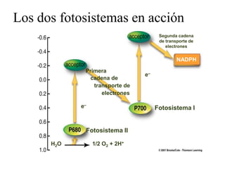 Los dos fotosistemas en acción
                                                                                                Segunda cadena
        Potencial para transferir energía (voltios)
                                                                                                de transporte de
                                                                                                   electrones

                                                                                     e–                 NADPH

                                                                  Primera
                                                                                          e–
                                                            e–      cadena de
                                                                     transporte de
                                                                        electrones

                                                                 e–                            Fotosistema I


                                                                  Fotosistema II

                                                      H2O             1/2 O2 + 2H+

 Martes, 15 de Mayo de                                                                                             60
 2012
 