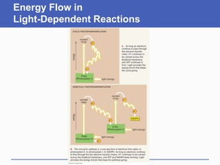 Energy Flow in
Light-Dependent Reactions
 