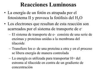 Reacciones Luminosas
• La energía de un fotón es atrapada por el
  fotosistema II y provoca la fotólisis del H2O
• Los electrones que resultan de esta reacción son
  acarreados por el sistema de transporte de e-
  – El sistema de transporte de e- consiste de una serie de
    enzimas y proteínas unidas a la membrana del
    tilacoide
  – Transfiere los e- de una proteína a otra y en el proceso
    se libera energía de manera controlada
  – La energía es utilizada para transportar H+ del
    estroma al tilacoide en contra de un gradiente de
    concentración
 