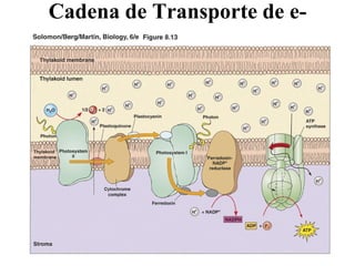 Cadena de Transporte de e-
 