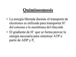 Quimioosmosis
• La energía liberada durante el transporte de
  electrones es utilizada para transportar H+
  del estroma a la membrana del tilacoide
• El gradiente de H+ que se forma provee la
  energía necesaria para sintetizar ATP a
  partir de ADP y Pi
 