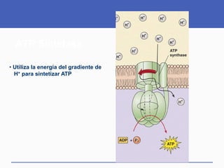 ATP Sintetasa

• Utiliza la energía del gradiente de
  H+ para sintetizar ATP
 