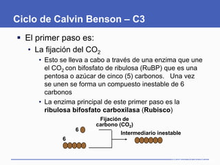 Ciclo de Calvin Benson – C3
 El primer paso es:
   • La fijación del CO2
      • Esto se lleva a cabo a través de una enzima que une
        el CO2 con bifosfato de ribulosa (RuBP) que es una
        pentosa o azúcar de cinco (5) carbonos. Una vez
        se unen se forma un compuesto inestable de 6
        carbonos
      • La enzima principal de este primer paso es la
        ribulosa bifosfato carboxilasa (Rubisco)
                         Fijación de
                        carbono (CO2)
                 6    CO2
                                Intermediario inestable
             6 RuBP                6


                                                   Martes, 15 de Mayo69
                                                                      de
 