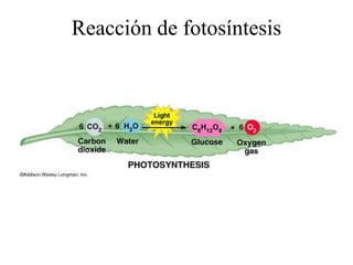 Reacción de fotosíntesis
 