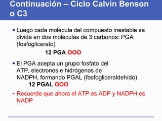 Continuación – Ciclo Calvin Benson
     o C3
       Luego cada molécula del compuesto inestable se
        divide en dos moléculas de 3 carbonos: PGA
        (fosfoglicerato)
                    12 PGA OOO
       El PGA acepta un grupo fosfato del
        ATP, electrones e hidrógenos de
        NADPH, formando PGAL (fosfogliceraldehído)
            12 PGAL OOO
      • Recuerde que ahora el ATP es ADP y NADPH es
        NADP

Martes, 15 de Mayo de                          70
2012
 