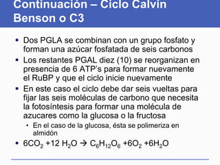 Continuación – Ciclo Calvin
     Benson o C3
       Dos PGLA se combinan con un grupo fosfato y
        forman una azúcar fosfatada de seis carbonos
       Los restantes PGAL diez (10) se reorganizan en
        presencia de 6 ATP’s para formar nuevamente
        el RuBP y que el ciclo inicie nuevamente
       En este caso el ciclo debe dar seis vueltas para
        fijar las seis moléculas de carbono que necesita
        la fotosíntesis para formar una molécula de
        azucares como la glucosa o la fructosa
           • En el caso de la glucosa, ésta se polimeriza en
             almidón
       6CO2 +12 H2O  C6H12O6 +6O2 +6H2O
Martes, 15 de Mayo de                                    71
2012
 
