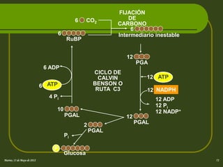 FIJACIÓN
                                              6    CO2           DE
                                                             CARBONO
                                                                  6
                                     6                       Intermediario inestable
                                         RuBP


                                                                  12
                                                                       PGA
                              6 ADP
                                                       CICLO DE
                                                         CALVIN           12 ATP
                             6 ATP                     BENSON O
                                                        RUTA C3           12 NADPH
                               4 Pi                                           12 ADP
                                                                              12 Pi
                                  10                                          12 NADP+
                                         PGAL                     12
                                                                       PGAL
                                                  2
                                                      PGAL
                                         Pi

                                 P
                                 P
                                         Glucosa
Martes, 15 de Mayo de 2012                                                               72
 