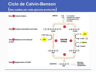 Ciclo de Calvin-Benson
(dos vueltas por cada glucosa producida)
 