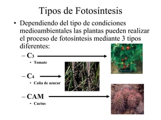 Tipos de Fotosíntesis
• Dependiendo del tipo de condiciones
  medioambientales las plantas pueden realizar
  el proceso de fotosíntesis mediante 3 tipos
  diferentes:
   – C3
     • Tomate


  – C4
     • Caña de azucar


  – CAM
     • Cactus
 