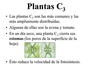 Plantas C3
• Las plantas C3 son las más comunes y las
  más ampliamente distribuidas.
• Algunas de ellas son la avena y tomate.
• En un día seco, una planta C3 cierra sus
  estomas (los poros de la superficie de la
  hoja).



• Ésto reduce la velocidad de la fotosíntesis.
 