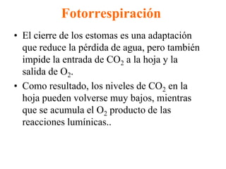 Fotorrespiración
• El cierre de los estomas es una adaptación
  que reduce la pérdida de agua, pero también
  impide la entrada de CO2 a la hoja y la
  salida de O2.
• Como resultado, los niveles de CO2 en la
  hoja pueden volverse muy bajos, mientras
  que se acumula el O2 producto de las
  reacciones lumínicas..
 