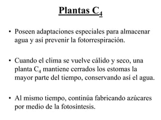 Plantas C4

• Poseen adaptaciones especiales para almacenar
  agua y así prevenir la fotorrespiración.

• Cuando el clima se vuelve cálido y seco, una
  planta C4 mantiene cerrados los estomas la
  mayor parte del tiempo, conservando así el agua.

• Al mismo tiempo, continúa fabricando azúcares
  por medio de la fotosíntesis.
 