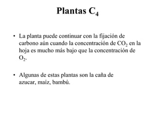 Plantas C4

• La planta puede continuar con la fijación de
  carbono aún cuando la concentración de CO2 en la
  hoja es mucho más bajo que la concentración de
  O2.

• Algunas de estas plantas son la caña de
  azucar, maíz, bambú.
 