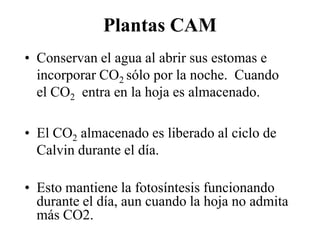 Plantas CAM
• Conservan el agua al abrir sus estomas e
  incorporar CO2 sólo por la noche. Cuando
  el CO2 entra en la hoja es almacenado.

• El CO2 almacenado es liberado al ciclo de
  Calvin durante el día.

• Esto mantiene la fotosíntesis funcionando
  durante el día, aun cuando la hoja no admita
  más CO2.
 