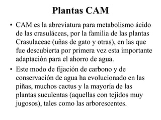Plantas CAM
• CAM es la abreviatura para metabolismo ácido
  de las crasuláceas, por la familia de las plantas
  Crasulaceae (uñas de gato y otras), en las que
  fue descubierta por primera vez esta importante
  adaptación para el ahorro de agua.
• Este modo de fijación de carbono y de
  conservación de agua ha evolucionado en las
  piñas, muchos cactus y la mayoría de las
  plantas suculentas (aquellas con tejidos muy
  jugosos), tales como las arborescentes.
 