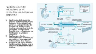 Fig. 8.3 Resumen del
metabolismo de los
combustibles en la situación
posprandial
1. La elevación de la glucemia
provoca la liberación de insulina
por parte de las células β del
páncreas. La disponibilidad del
sustrato y el aumento de la
insulina estimulan la síntesis de
glucógeno, triacilgliceroles
(triglicéridos) y proteínas en los
tejidos; este es un estado
anabólico.
2. La glucosa es el único
combustible para el cerebro; su
captación por este órgano es
independiente de la insulina.
3. El músculo y el tejido adiposo
también utilizan glucosa pero su
captación es dependiente de la
insulina.
 
