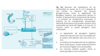 Fig. 8.4 Resumen del metabolismo de los
combustibles en ayunas, de 4 a 12 h después de
una comida. La elevación del cociente
glucagón:insulina activa la degradación del
glucógeno hepático, que proporciona glucosa al
cerebro. El descenso de la concentración de insulina
y el aumento de noradrenalina promueven la
hidrólisis de los triacilgliceroles almacenados,
liberando ácidos grasos que pueden utilizarse como
combustible por parte del hígado y el músculo. El
músculo utiliza su propio glucógeno como
combustible.
1. La degradación del glucógeno hepático
proporciona glucosa para que sea oxidada por
el cerebro. Este depósito solo dura entre 12 y
24 h.
2. La hidrólisis de triacilgliceroles de los depósitos
libera ácidos grasos, usados preferencialmente
por músculo e hígado como combustibles.
3. Los músculos también pueden utilizar su
propio glucógeno como combustible.
 